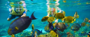 ハワイ アウラニディズニー アトラクション